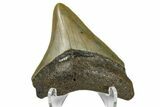 Juvenile Megalodon Tooth - North Carolina #172659-1